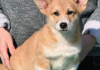 Velski korgi/Welsh Corgi Pembroke POVOLJNO