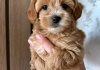 maltipoo  štenci na prodaju.
