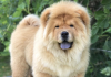 Chow Chow / Čau Čau štenci na prodaju!