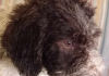 Lagoto Romanjolo Lagotto Romagnolo +387 65 817 470