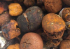 Buy cow /Ox Gallstone Available On Stock Now @ (WhatsApp: +237673528224)