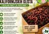 Start leglo kalifornijskih glista
