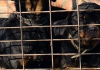 Rottweiler muzjak i zenka