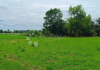 Plac u Dvorovima 4.000m² (blizu Banje Dvorovi)