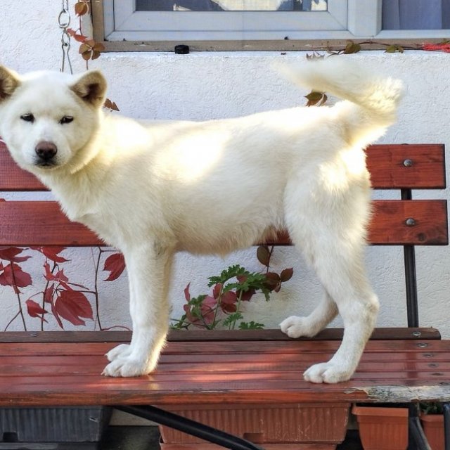 Akita inu Bijeljina