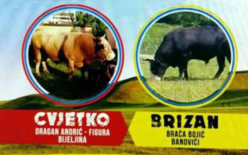 5. Borba bikova u Bijeljini