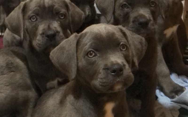 Cane Corso stenci na prodaju