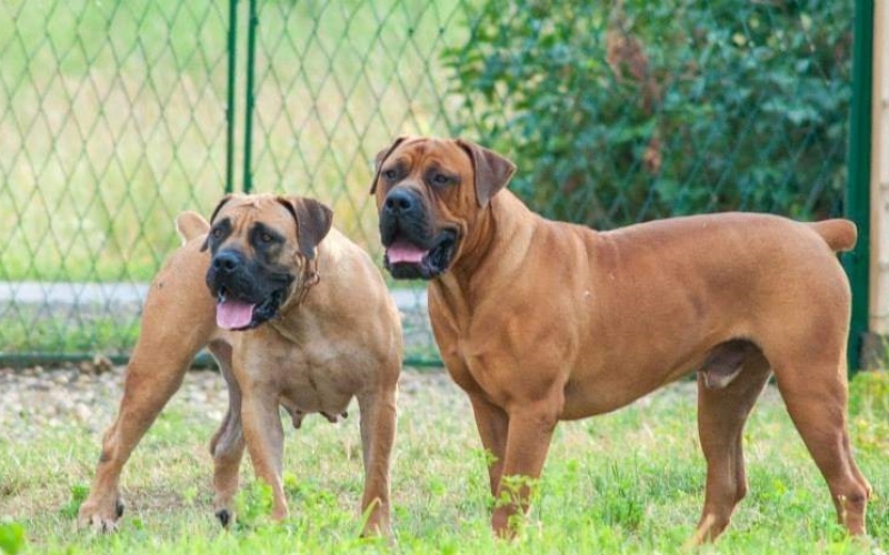 Juznoafricki mastif BOERBOEL-BURBUL