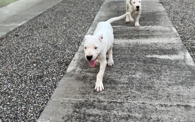 Dogo Argentino