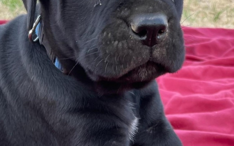 Stenci Cane Corso na prodaju