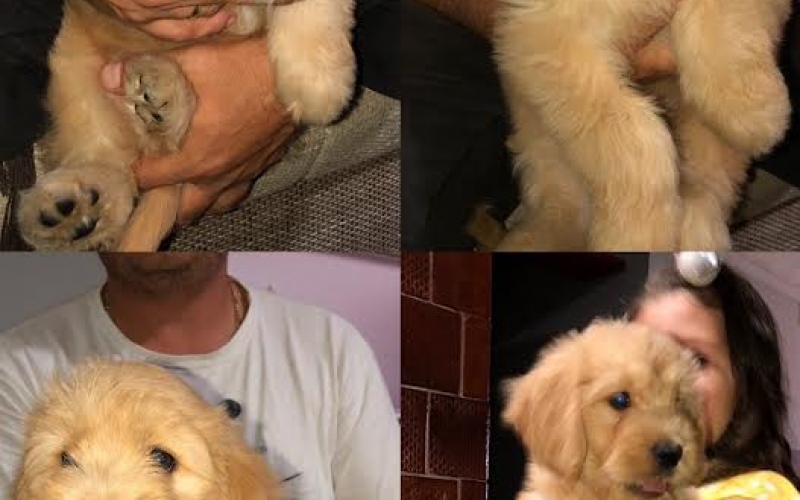 Goldendoodle 