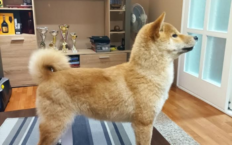 Štenci Shiba Inu