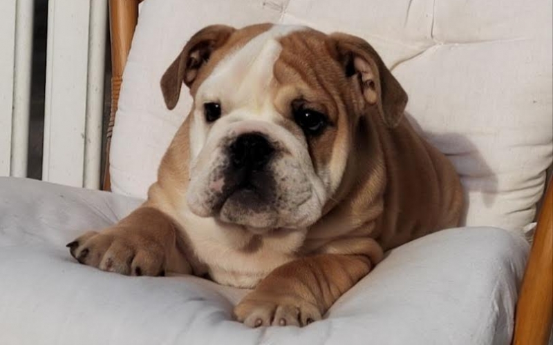 Engleski Bulldog