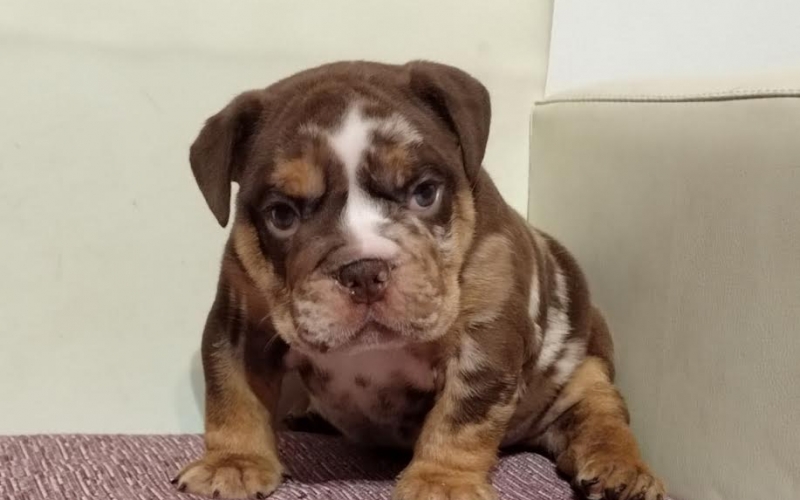 Engleski Bulldog