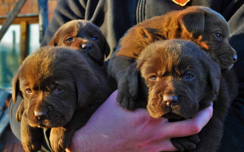 U ponudi štenci LABRADOR RETRIVERA