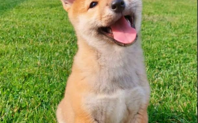 Shiba Inu štenci