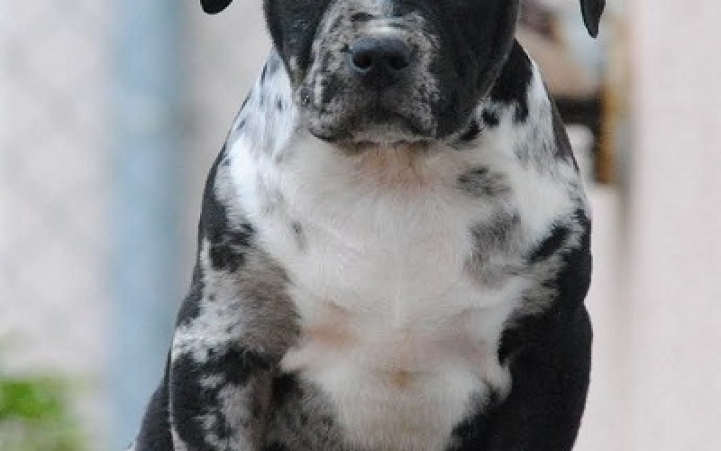 American bully xl