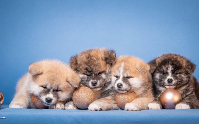 Akita Inu
