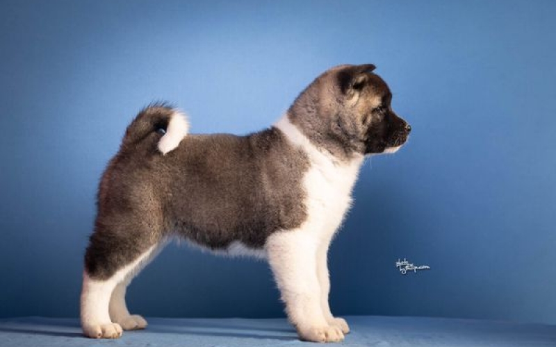 Americka akita
