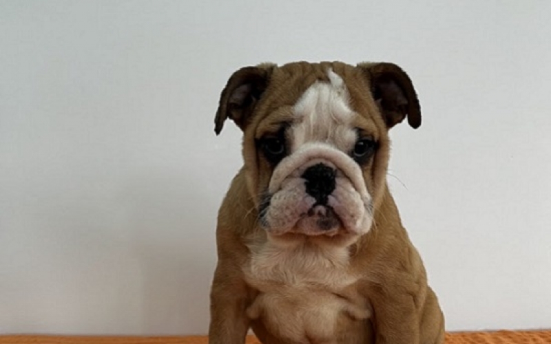 Engleski buldog