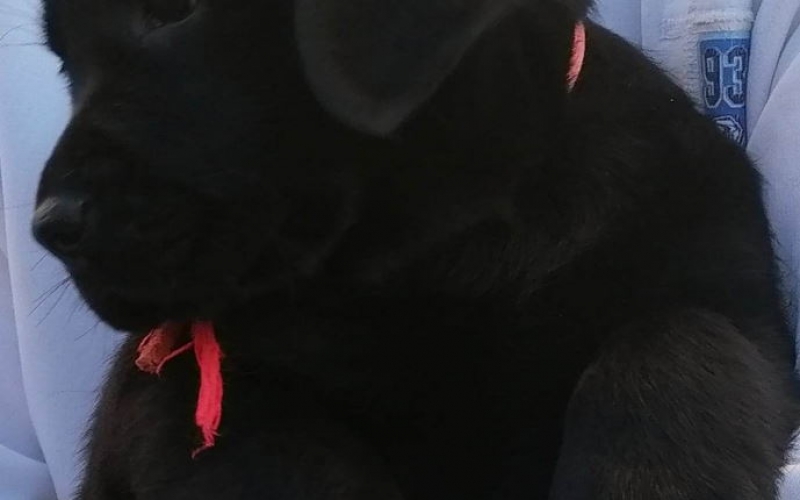 Odgajivacnica Labradora  predstavlja svoje novo leglo crnih LABRADORA