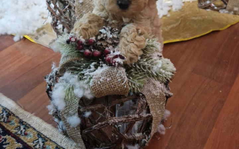 TOY PUDLICE crvene i tamno aprikot boje,