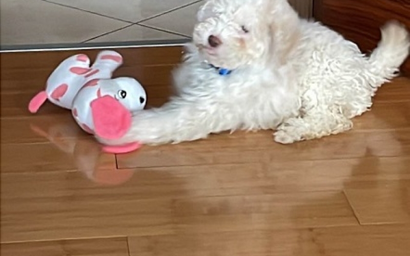 Lagotto romagnolo