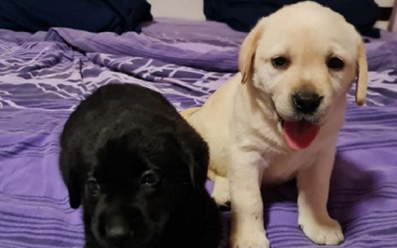Labrador