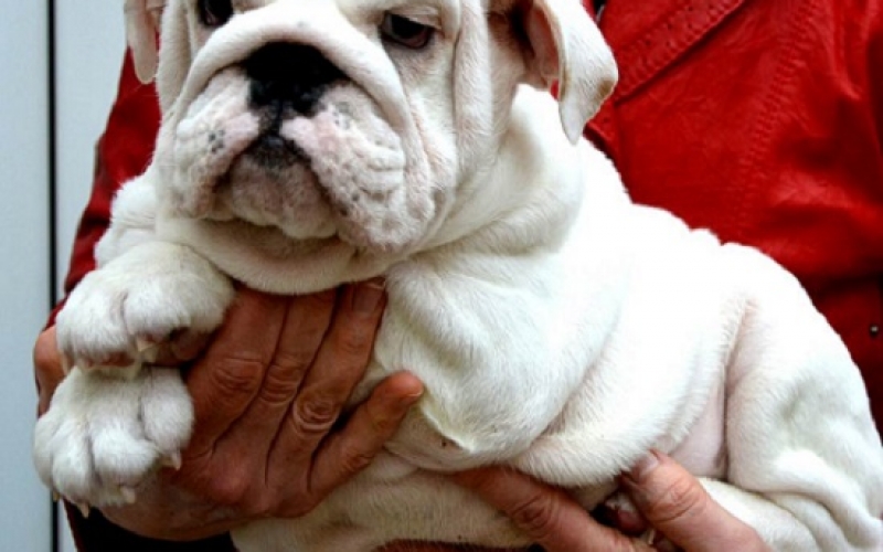 Engleski Bulldog