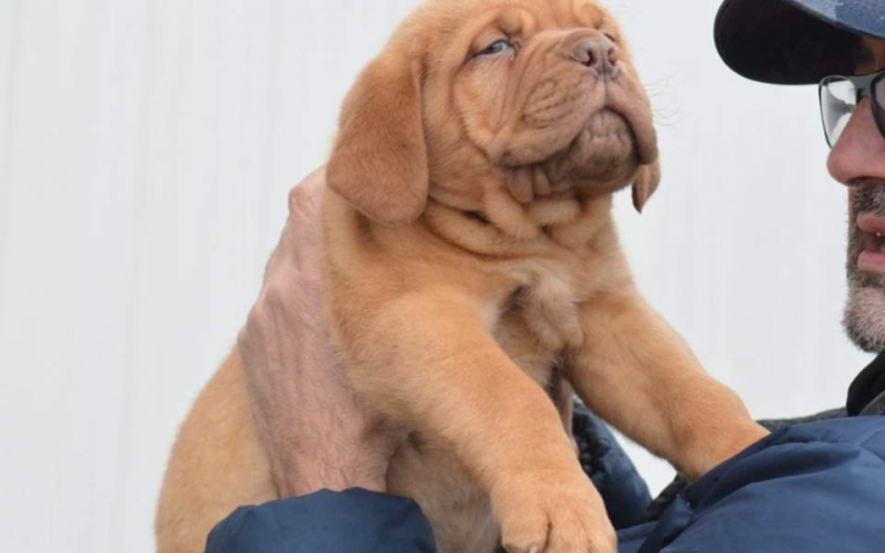 Stenci BORDOSKE DOGE,  vrhunske krvne linije na prodaju