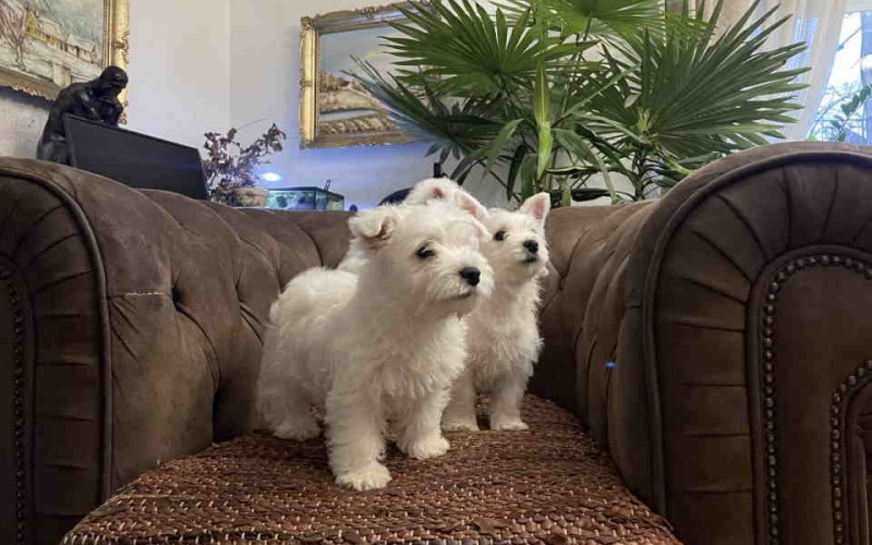 Na prodaju štenci ZAPADNOŠKOTSKOG TERIJERA - WESTIE