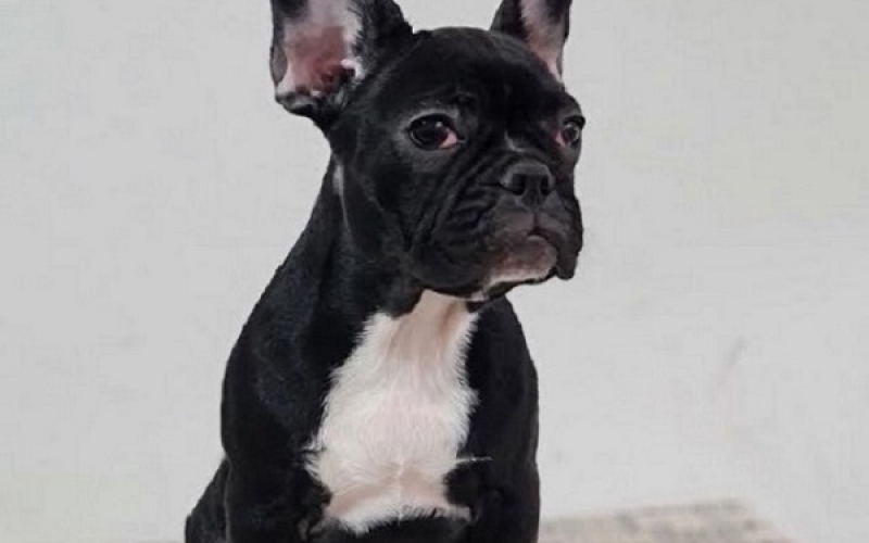Francuski buldog, ženke