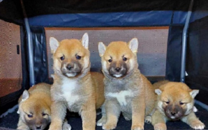 Shiba Inu štenci vrhunskih krvnih linija
