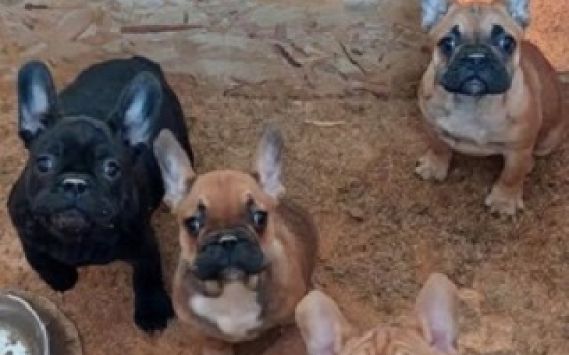 Francuski Buldog, prelepi štenci