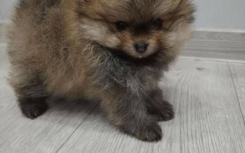 Pomeranski špic, prelepi štenci