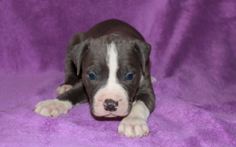 Na prodaju stenci PIT BULL-A