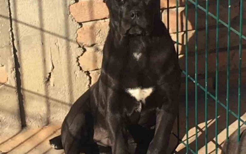 Prodajem vrhunske CANE CORSO