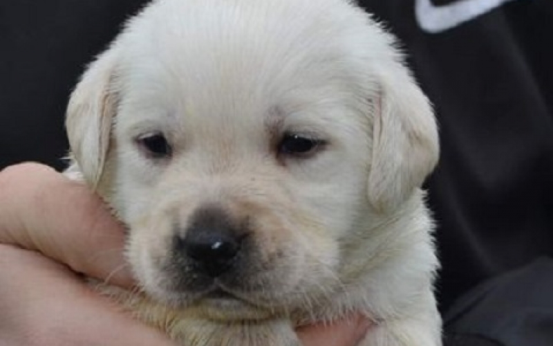 Labrador retriver