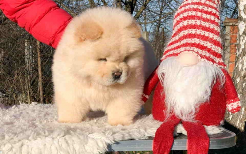 Dostupni stenci CHOW CHOW, vrhunskog kvaliteta