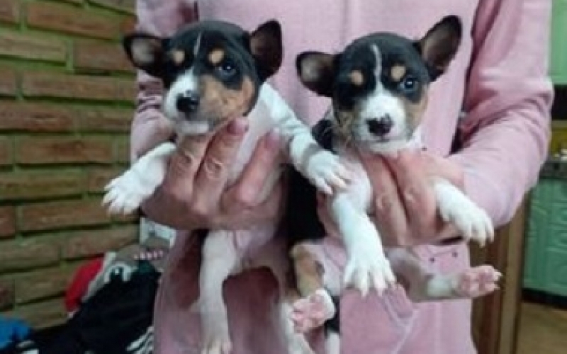 Basenji štenad