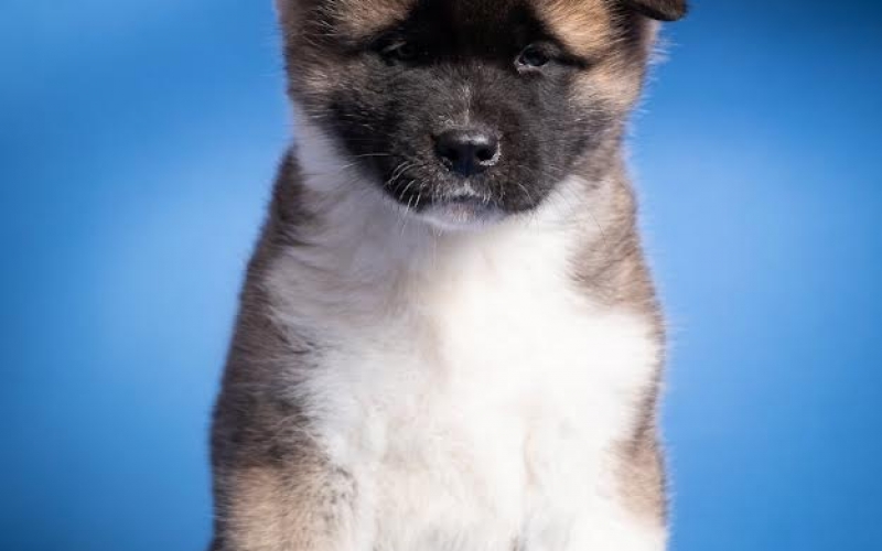 Americka Akita
