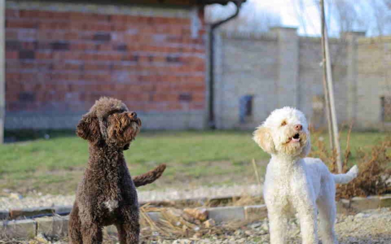 Prodajem dve zenke LAGOTTO ROMAGNOLO