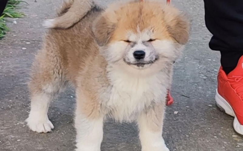 Japanska Akita inu