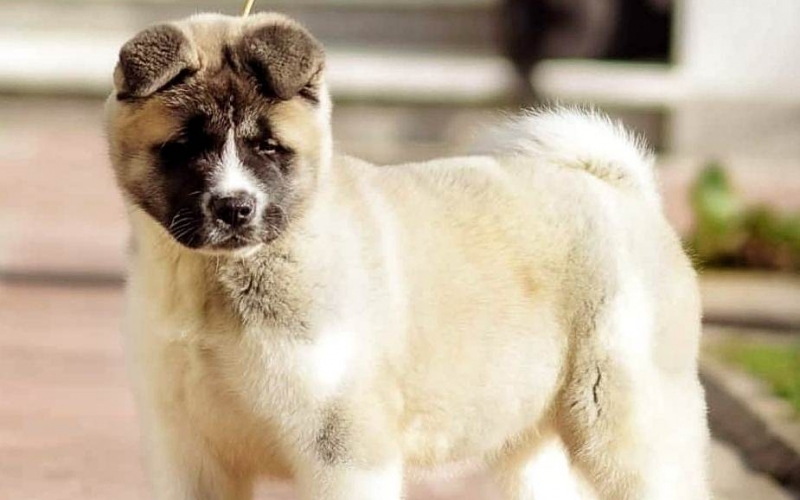 Americka akita, izuzetno musko stene