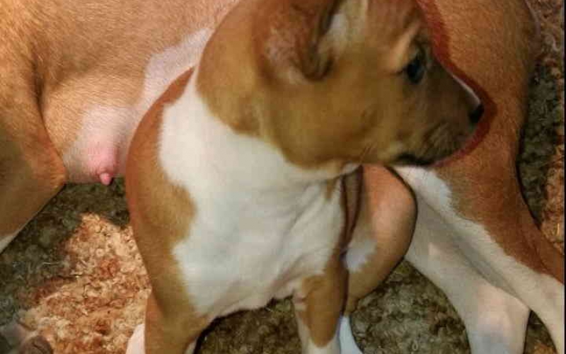 BASENJI  stenci 500 €