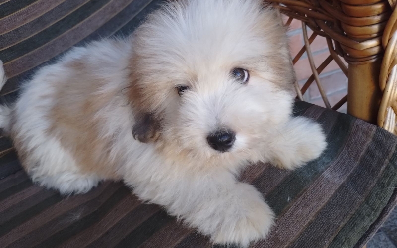 Coton de tulear, Tulearski pas štenci