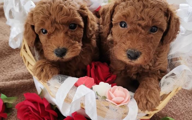 Red toy pudla