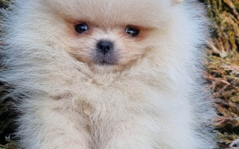 Vrhunski štenci čistokrvnih pomeranaca