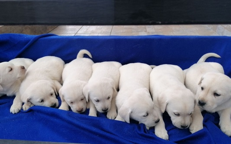 Štenci čistokrvnog labradora