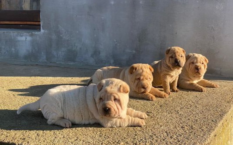 Shar Pei stenci